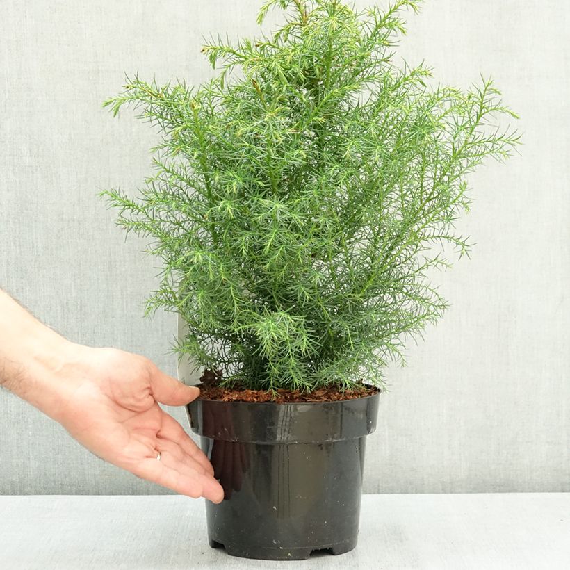 Example of Cryptomeria japonica Elegans Viridis Pot de 2L/3L as you get in ete