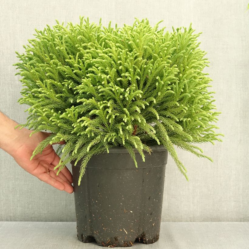 Example of Cryptomeria japonica Globosa Nana - Cèdre du Japon  Pot de 4L/5L as you get in ete
