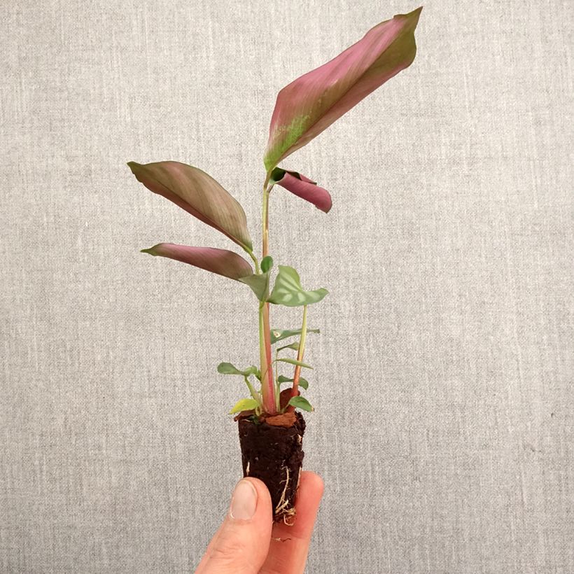 Example of Ctenanthe oppenheimiana Mini-plante as you get in printemps