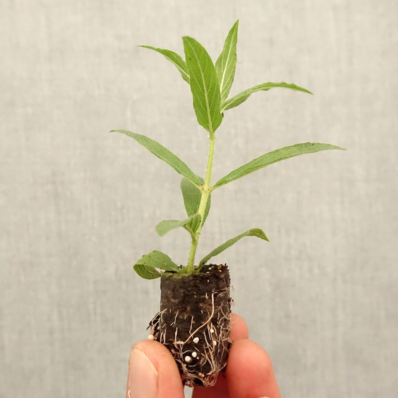 Example of Cuphea llavea Torpedo Mini-motte Ø 1,5/2,5 cm as you get in printemps
