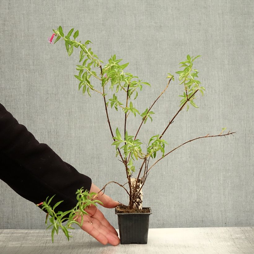 Example of Cuphea Twinkle Pink - Plante cigarette Godet de 8/9 cm as you get in automne