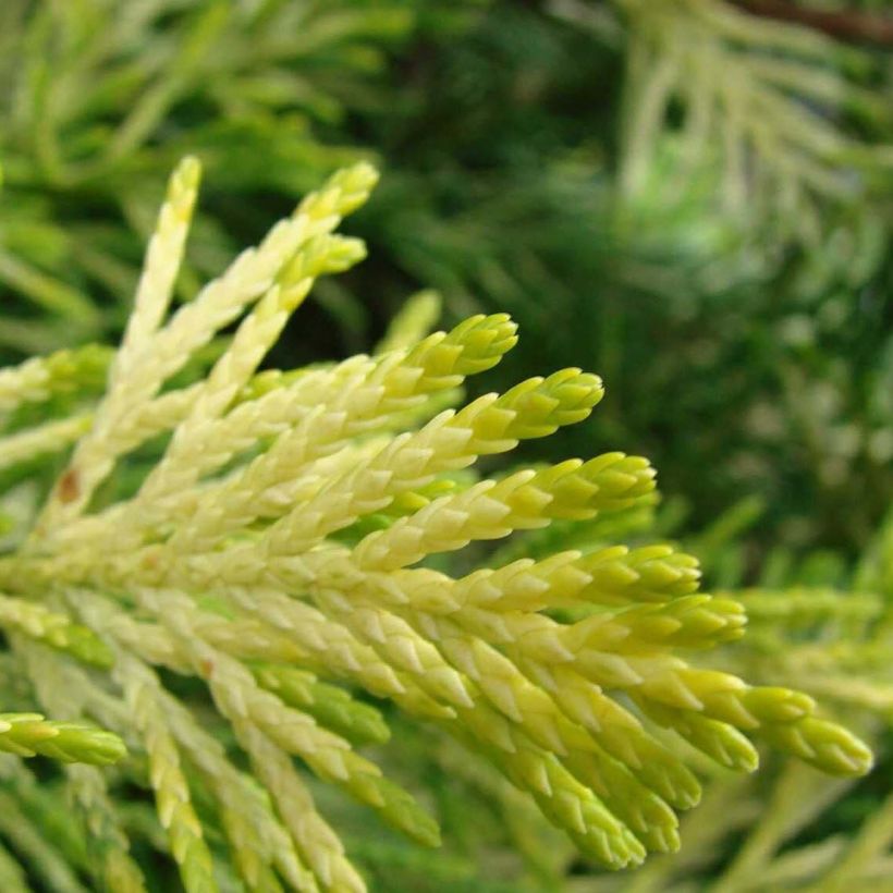 Cyprès de Leyland - Cupressocyparis leylandii Gold Rider (Foliage)