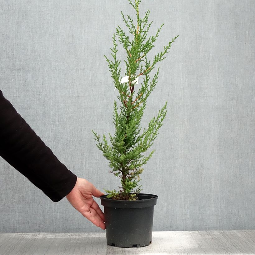 Example of Cupressus macrocarpa - Cyprès de Lambert  Pot de 2L/3L as you get in automne