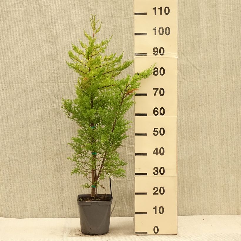 Example of Cupressus macrocarpa Goldcrest - Cyprès de Lambert Pot de 4L/5L as you get in automne