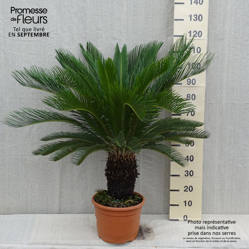 Example of Cycas revoluta - Cycas du Japon Pot de 7,5L/10L as you get in automne