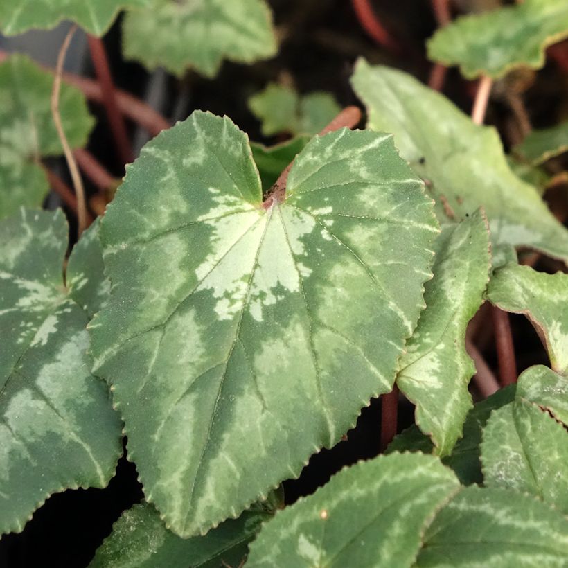 Cyclamen de Naples rose (Foliage)