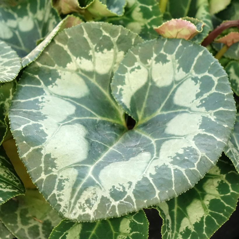 Cyclamen de Perse blanc (Foliage)