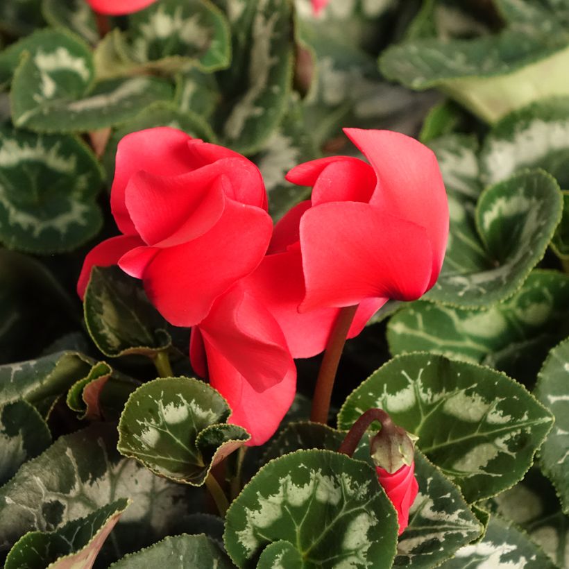 Cyclamen de Perse rouge (Flowering)