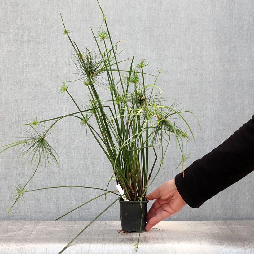 Example of Cyperus haspan - Papyrus nain Godet de 8/9 cm as you get in printemps