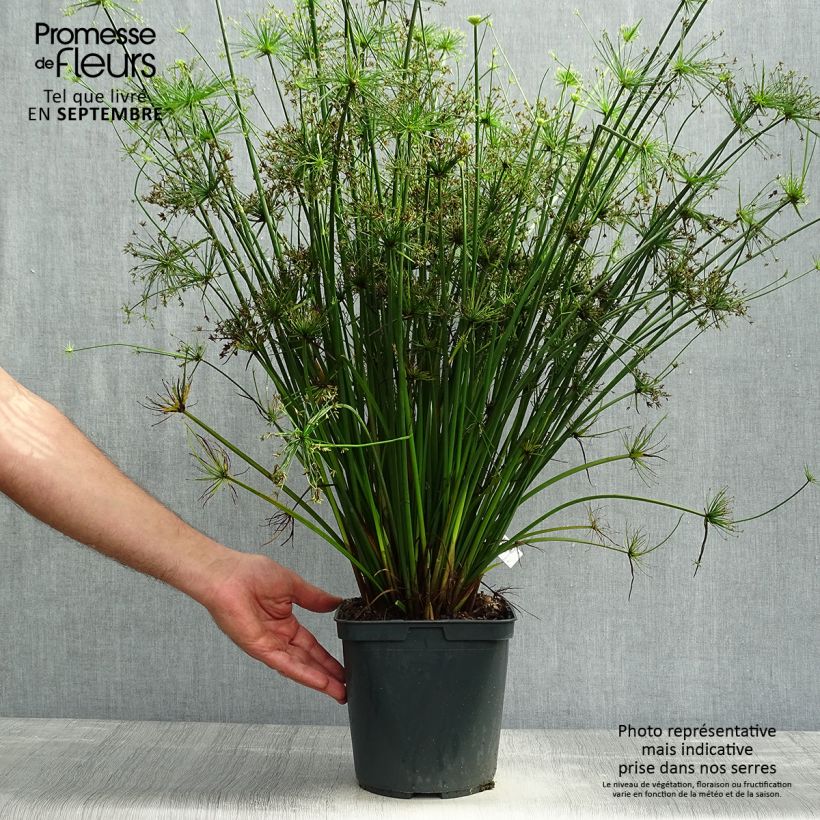 Example of Cyperus papyrus Cleopatra - Papyrus Pot de 3L/4L as you get in automne