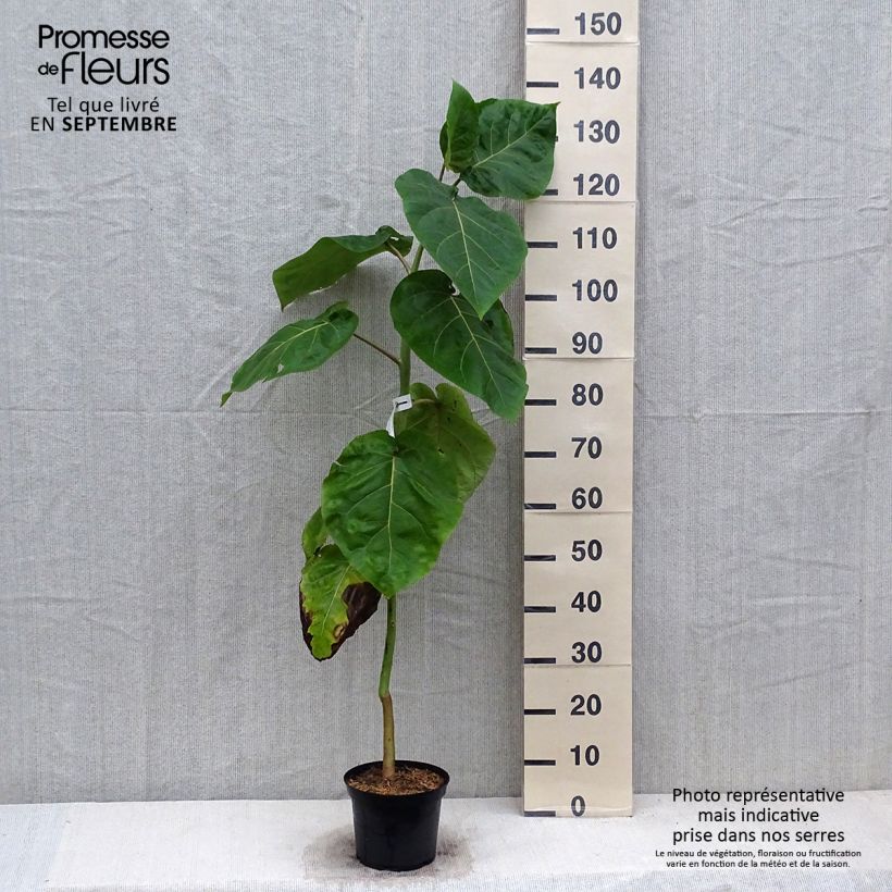 Example of Cyphomandra betacea Red - Tamarillo, Arbre à tomates rouges Pot de 3L/4L as you get in automne