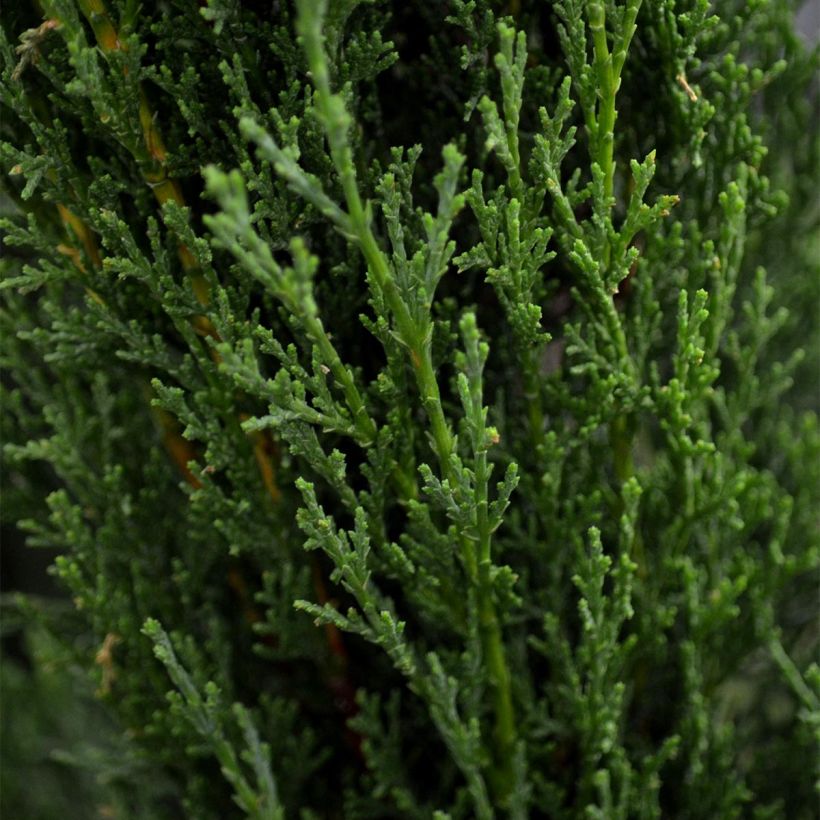Cupressus sempervirens Totem - Cyprès de Florence (Foliage)