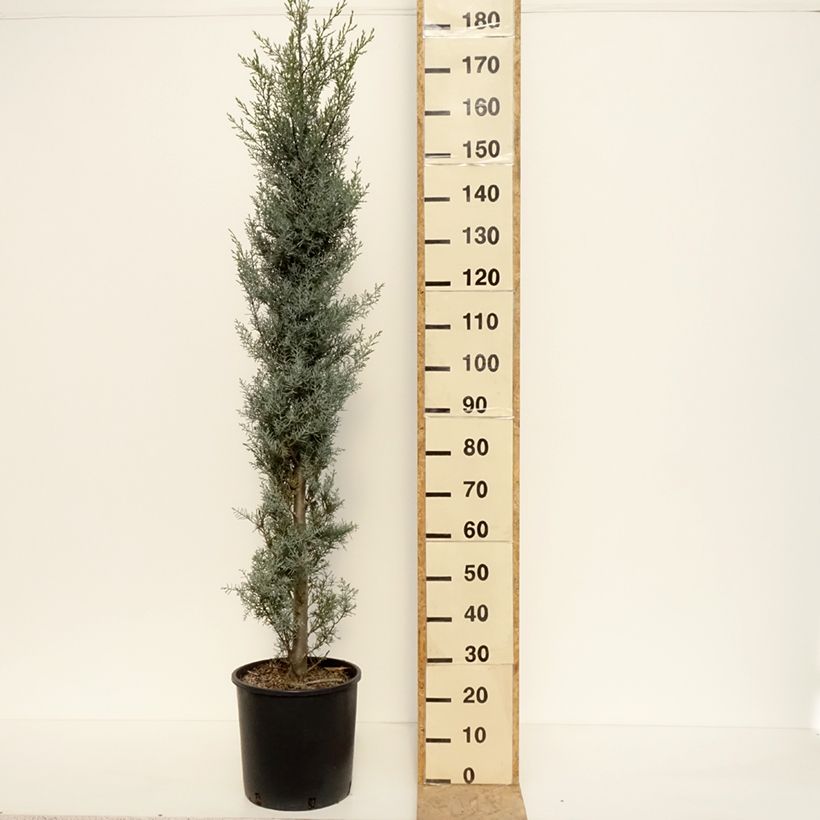 Example of Cyprès de l'Arizona Fastigiata - Cupressus arizonica Pot de 18L/20L, Buisson as you get in printemps