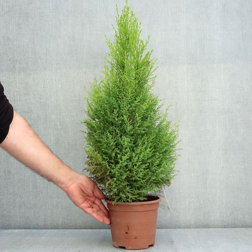Example of Cyprès de Lambert Wilma - Cupressus macrocarpa Pot de 2L/3L as you get in ete
