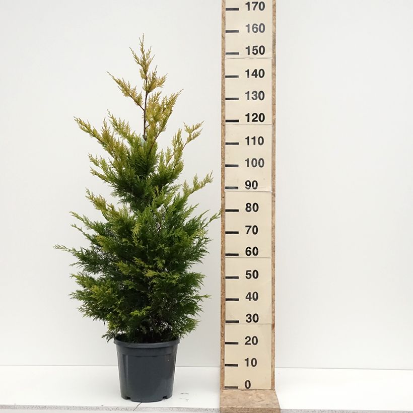 Example of Cyprès de Leyland - Cupressocyparis leylandii Gold Rider Pot de 6L/7L as you get in hiver