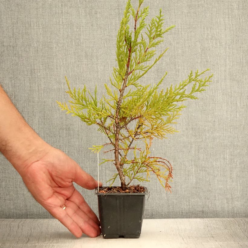 Example of Cupressocyparis x leylandii Oger - Cyprès de Leyland Godet de 8/9 cm as you get in ete