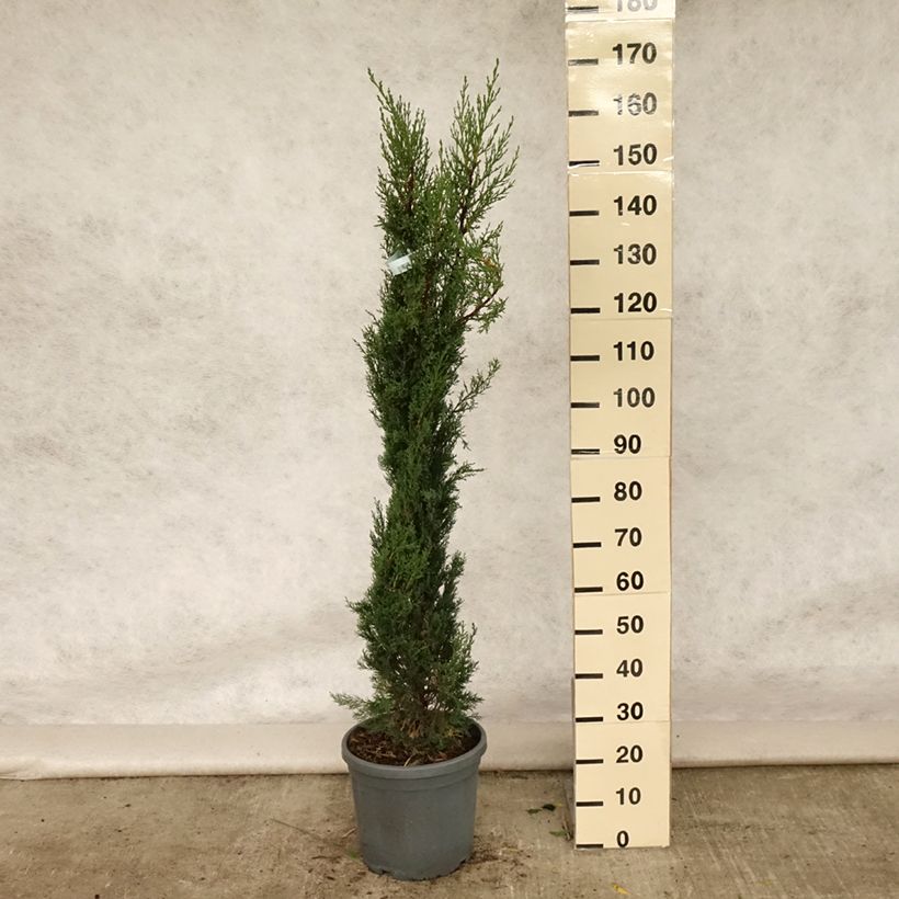 Example of Cyprès de Provence - Cupressus sempervirens Pyramidalis Pot de 7,5L/10L as you get in ete