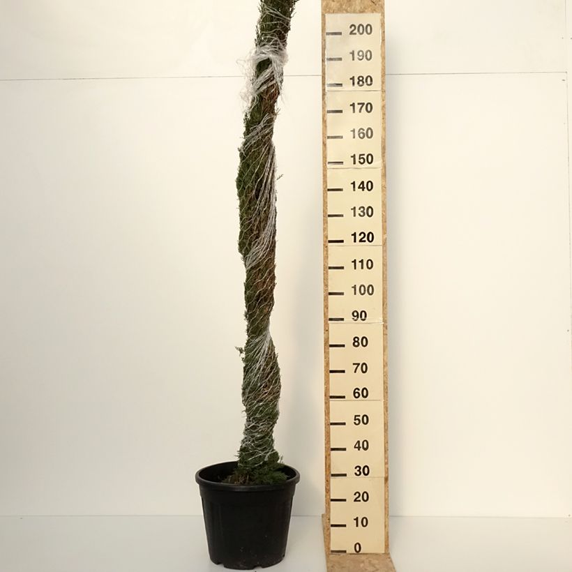 Example of Cyprès de Provence - Cupressus sempervirens Pyramidalis Pot de 30L/35L as you get in automne