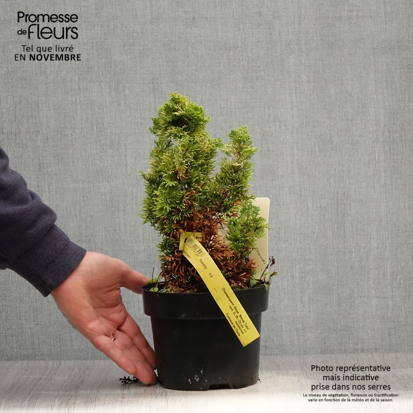 Example of Cyprès hinoki du Japon - Chamaecyparis obtusa Meroki Twin Pot de 2L/3L as you get in automne