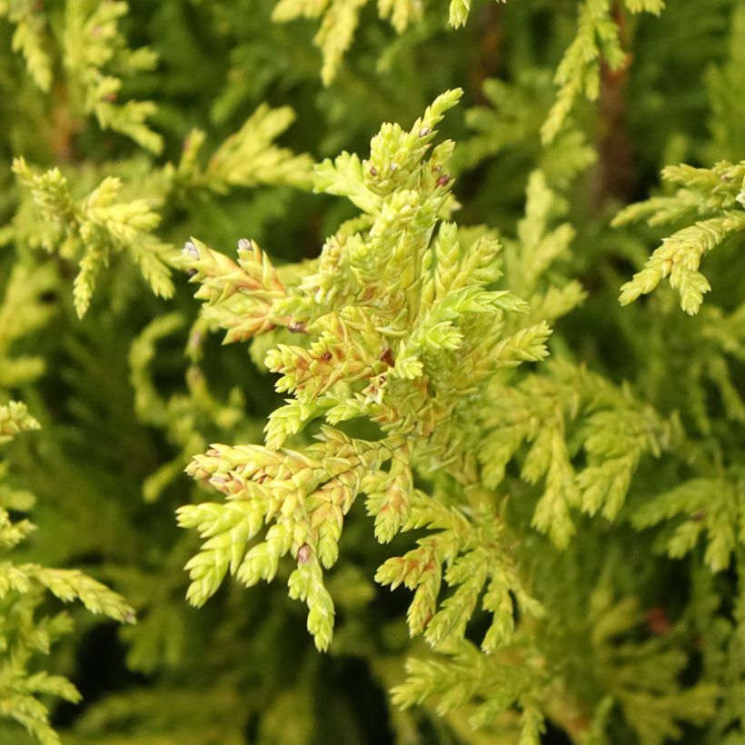 Chamaecyparis pisifera Golden Pincushion - Cyprès Sawara (Foliage)