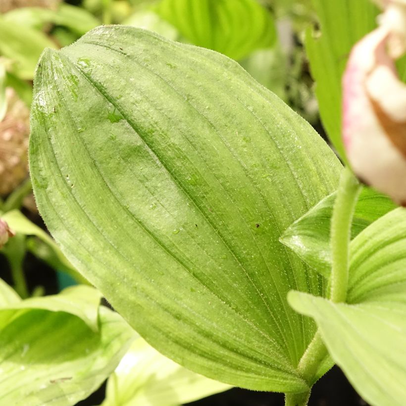 Cypripedium Lucy Pinkepank - Orchidée de jardin hybride, Sabot de Vénus (Foliage)