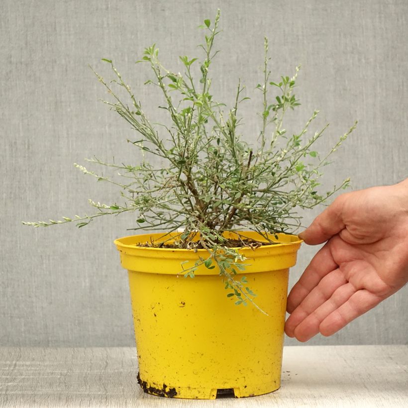 Example of Cytisus racemosus Phebus - Genêt de Tenerife Pot de 2L/3L as you get in ete