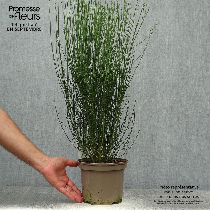 Example of Cytisus scoparius Apricot Gem - Genêt à balais Pot de 2L/3L as you get in automne