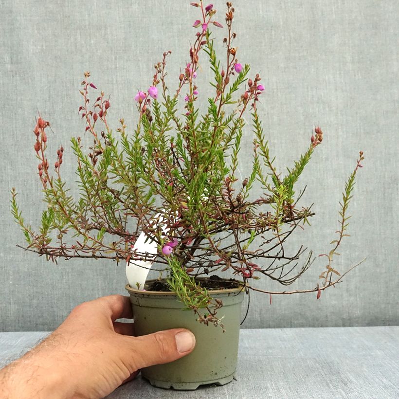 Example of Daboecia cantabrica - Bruyère de Saint Daboec Pot de 10 cm/11cm as you get in ete