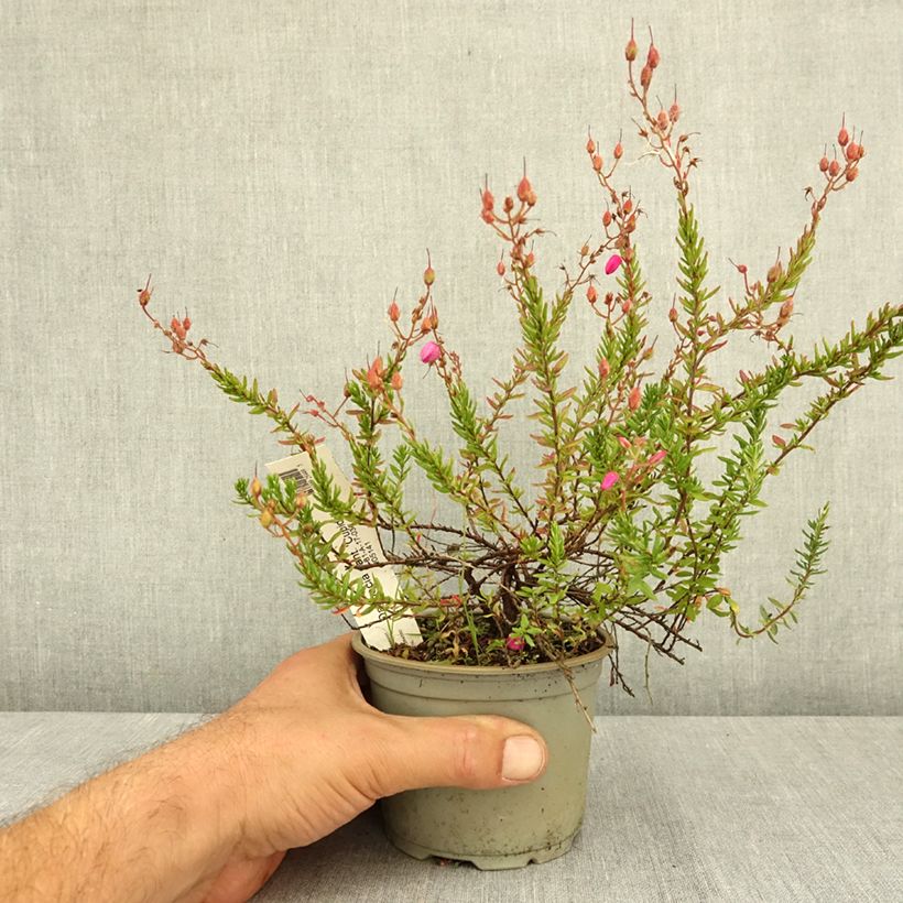 Example of Daboecia cantabrica Cupido - Bruyère de Saint Daboec Pot de 10 cm/11cm as you get in ete
