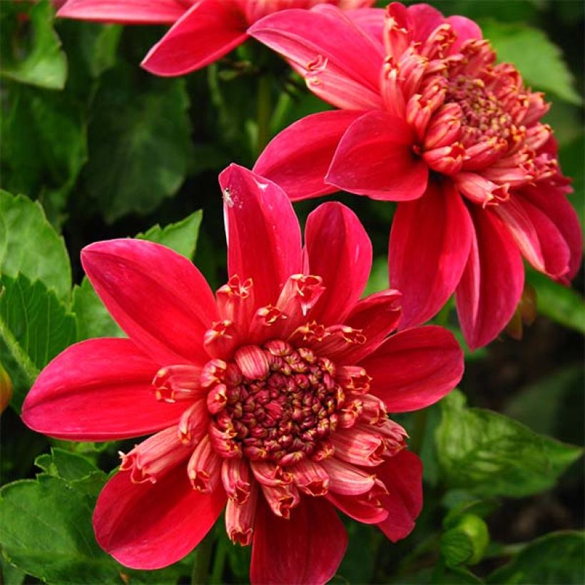 Dahlia anémone Inca (Flowering)