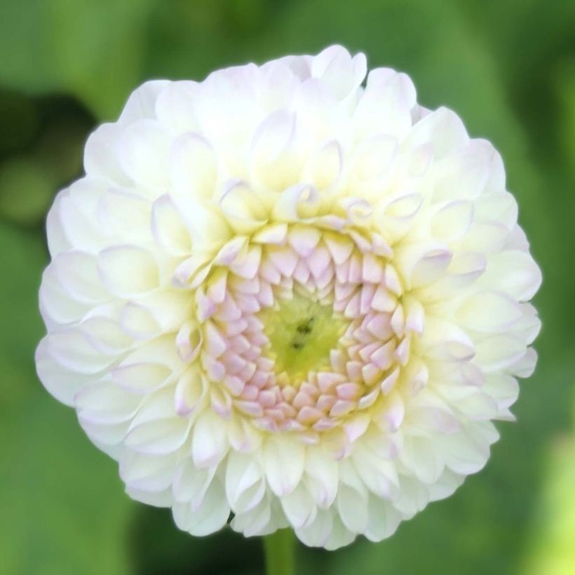 Dahlia balle Andrea Lawson (Flowering)
