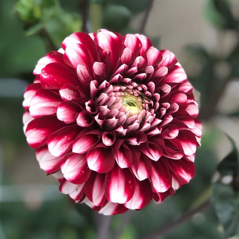 Dahlia balle Cum Laude (Flowering)