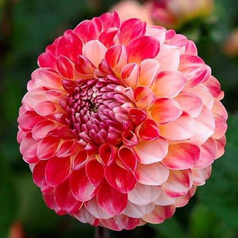 Dahlia balle Hollyhill Calico (Flowering)
