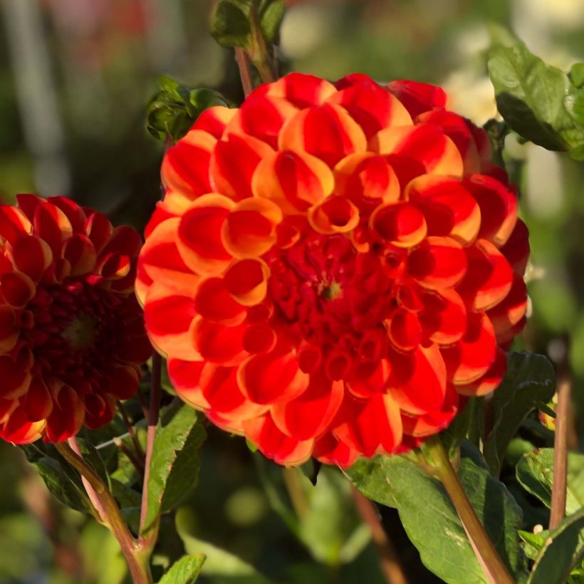 Dahlia balle Jescot Lingold   (Flowering)