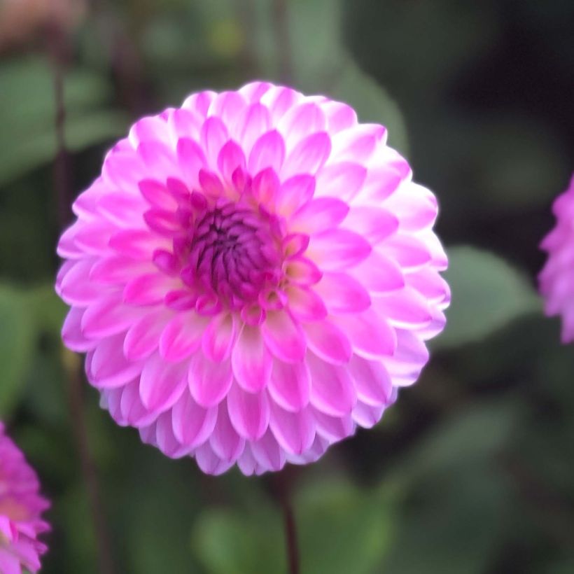 Dahlia balle Martina (Flowering)