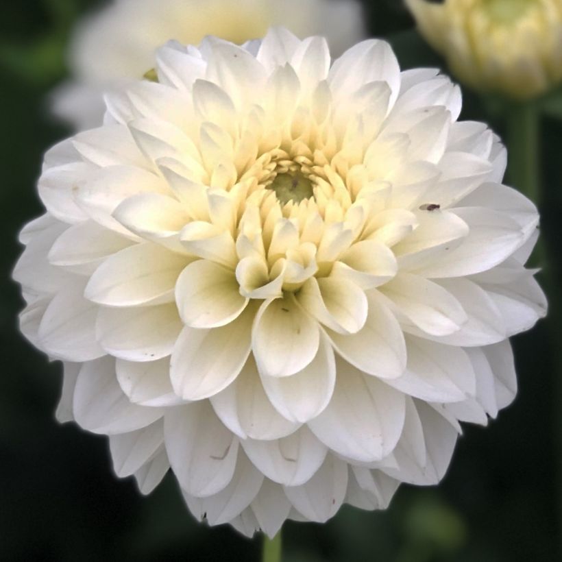 Dahlia balle Polar Ice (Flowering)