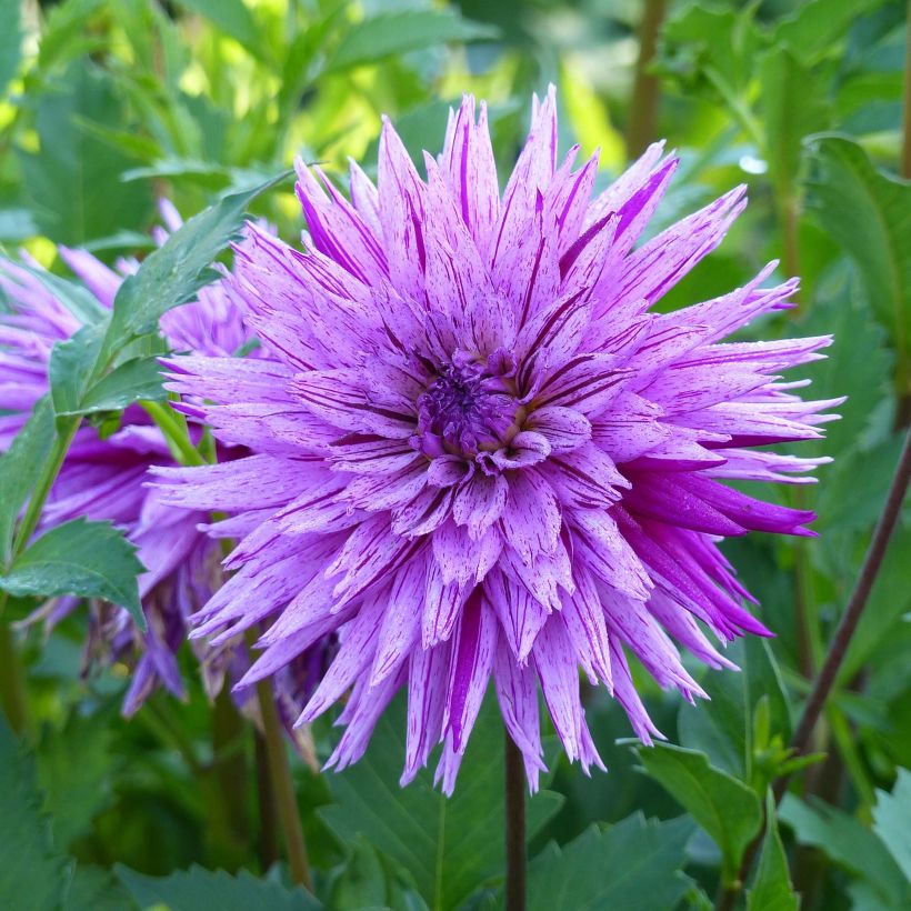 Dahlia cactus dentelle Striped Ambition (Flowering)