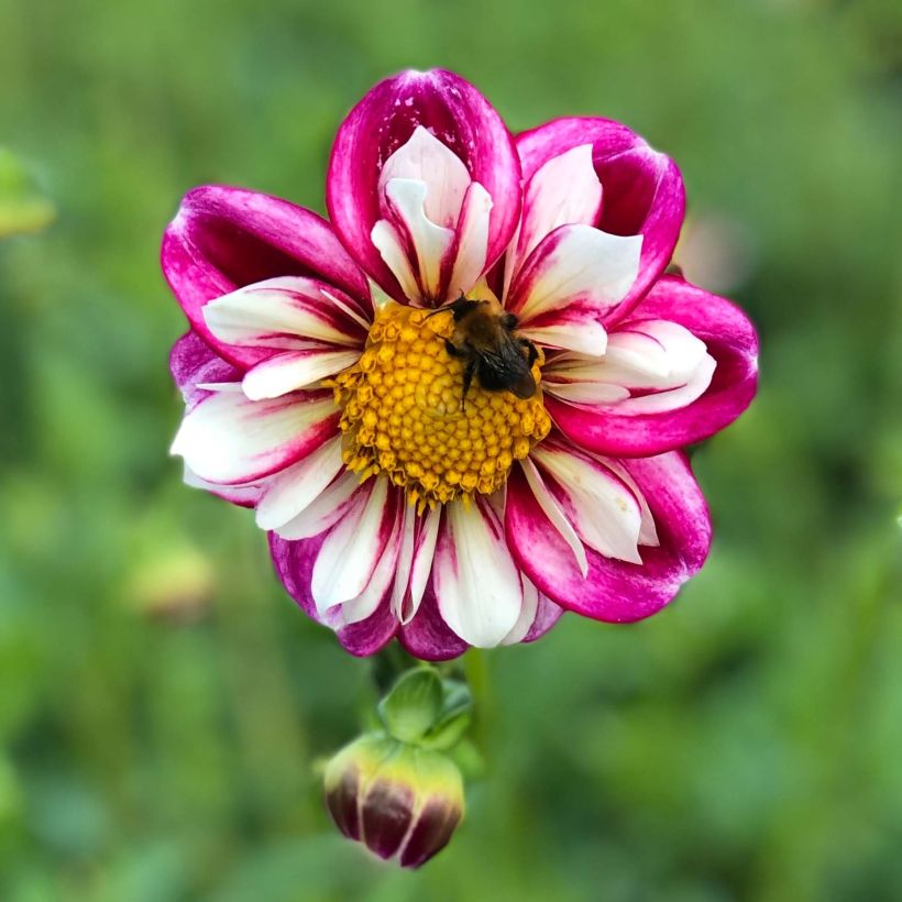 Dahlia collerette Bumble Rumble (Flowering)