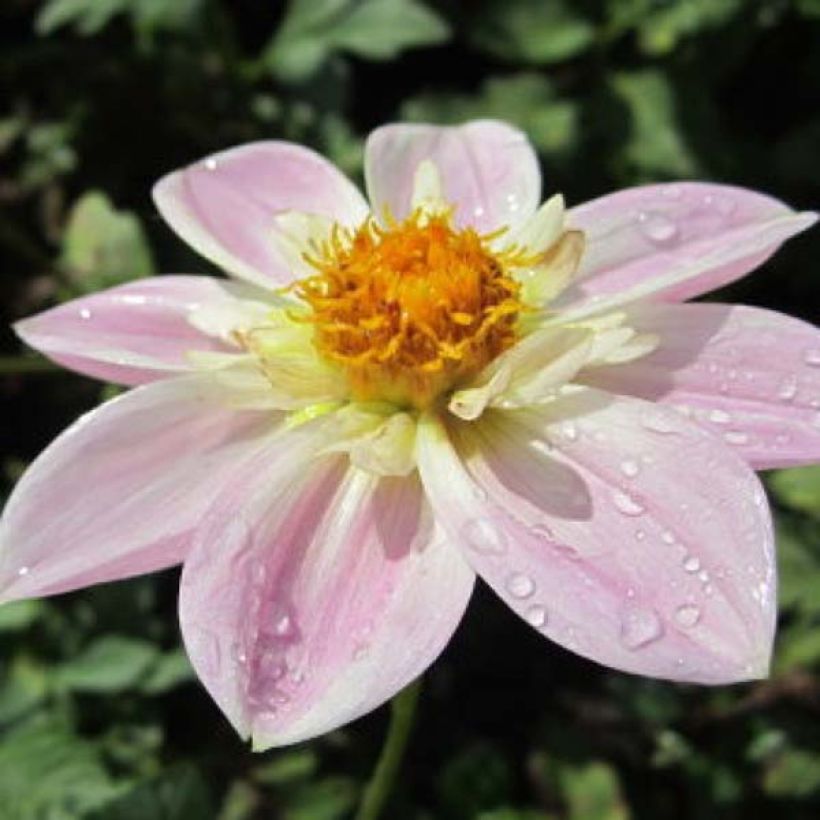 Dahlia collerette Impression Famoso (Flowering)