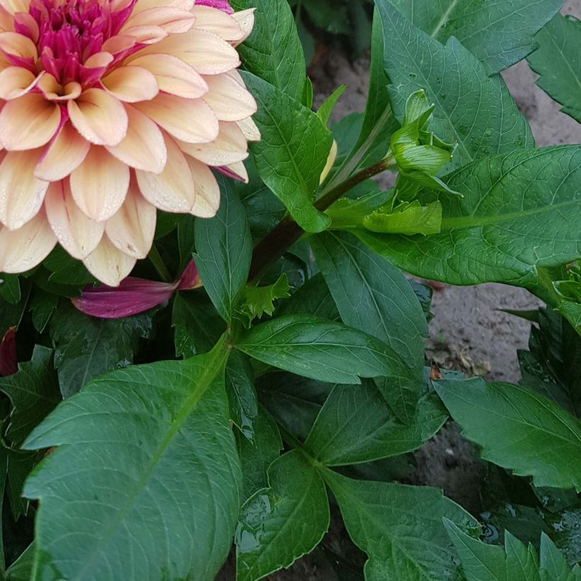 Dahlia décoratif Crème de Cognac (Foliage)