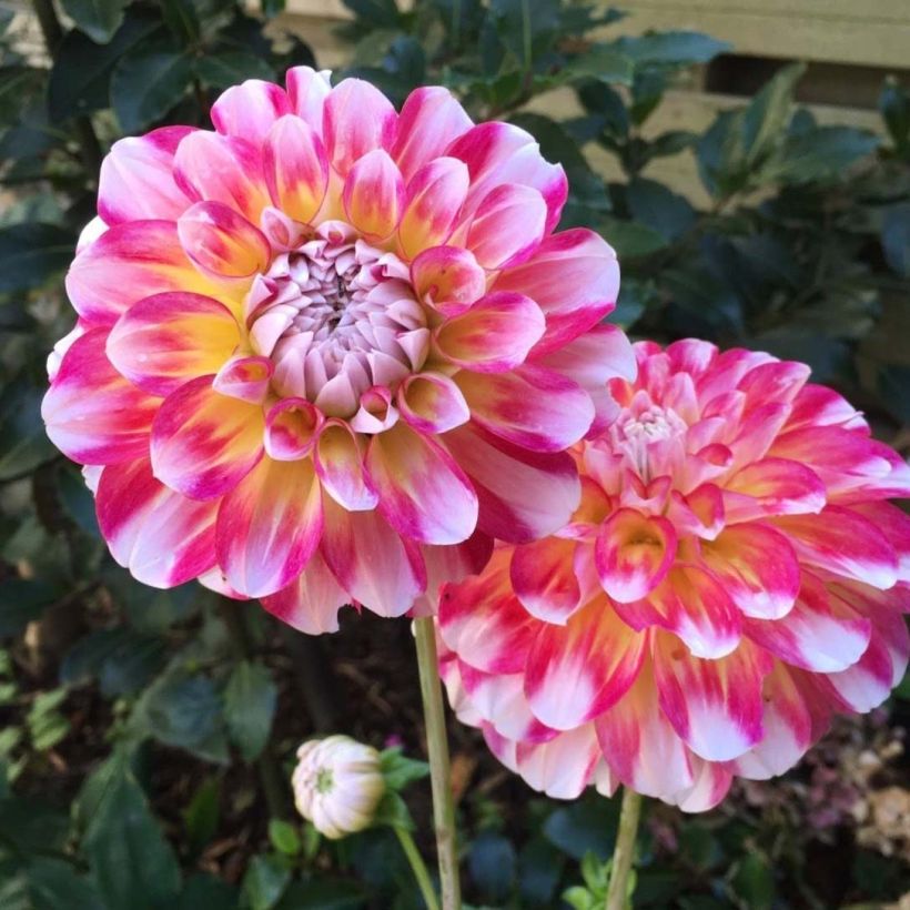 Dahlia décoratif Hawaii (Flowering)