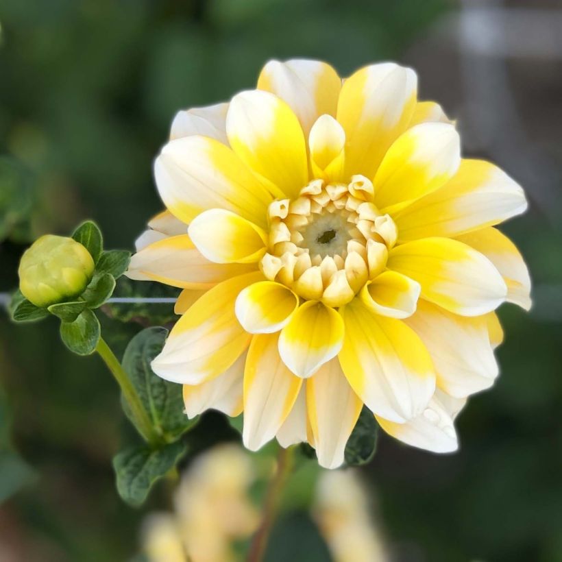 Dahlia décoratif Lemon Cane (Flowering)