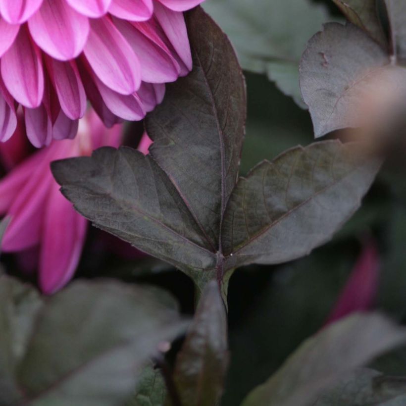 Dahlia décoratif Profundo (Foliage)