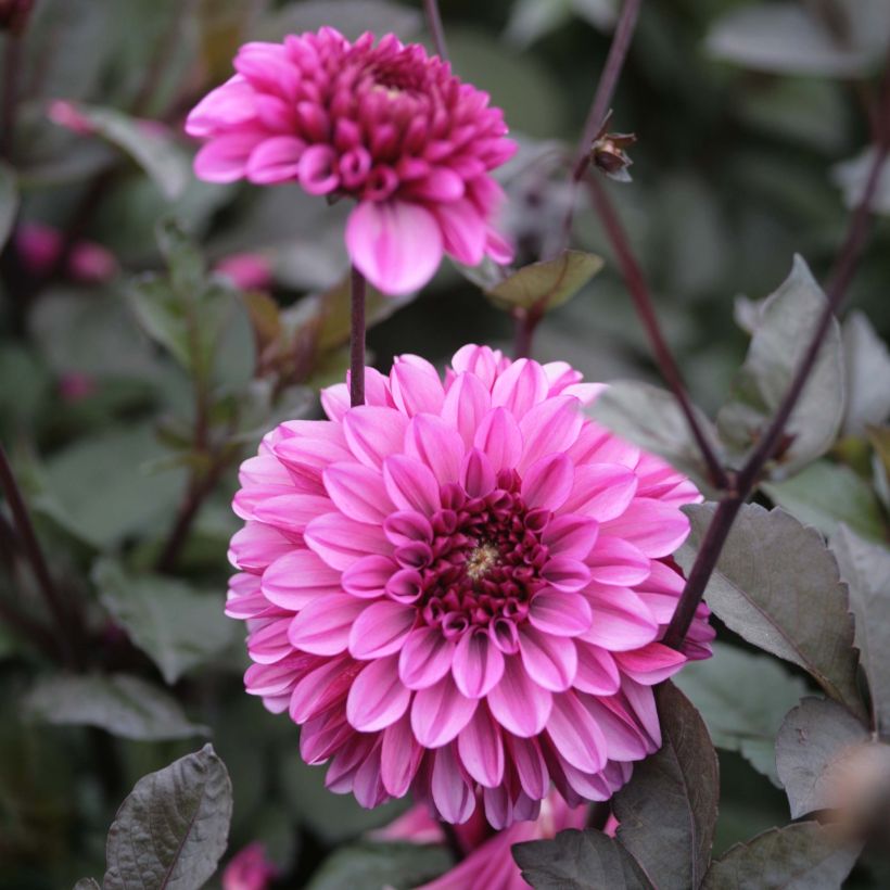 Dahlia décoratif Profundo (Flowering)