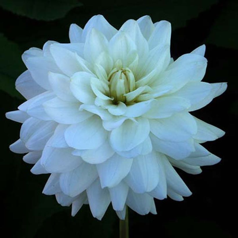 Dahlia décoratif Snowstorm (Flowering)