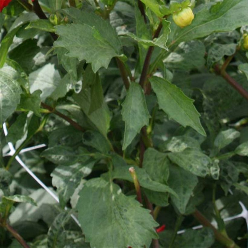 Dahlia géant Barbarossa (Foliage)