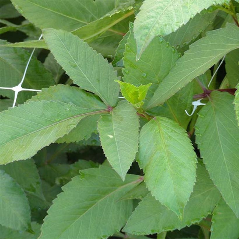 Dahlia géant Islander (Foliage)