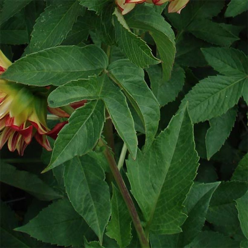 Dahlia géant Lady Darlene (Foliage)