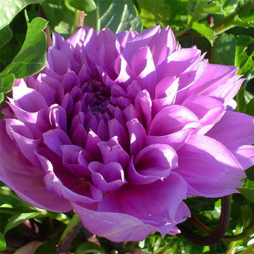 Dahlia géant Lilac Time (Flowering)