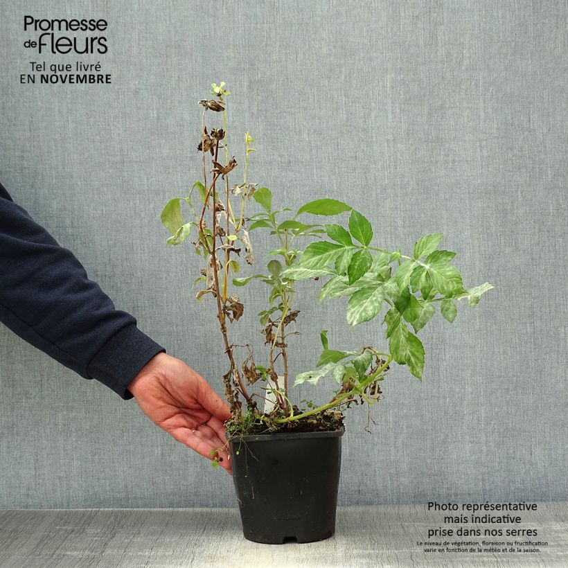 Example of Dahlia Honka Izarra Pot de 2L/3L as you get in automne